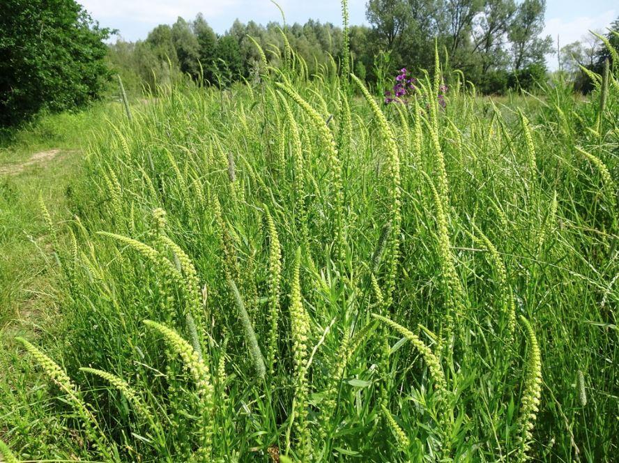 Reseda Luteola - Weld photo courtesy of Robert H Wardell