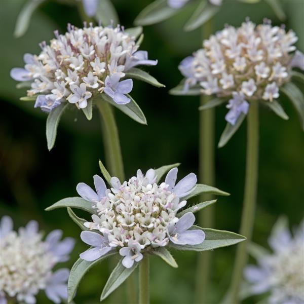 Scabiosa Stellata 'Paper Moon' - Star Flower photo courtesy of Ball Seed