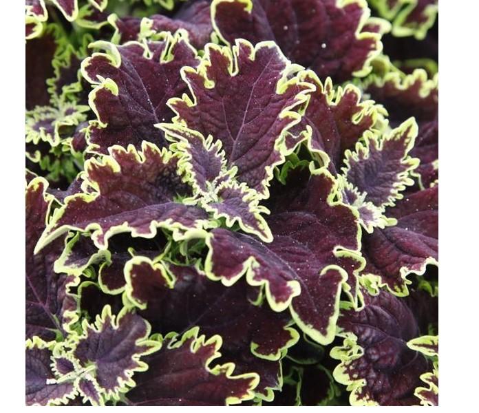 Coleus 'Main Street Lombard Street' -photo courtesy of Ball Seed