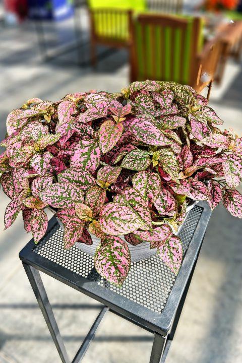 Hypoestes 'Lotty Dotty Rose' -photo courtesy of PAC Eisner/Weshoff-www.pac-eisner.com/www.westflowers.de