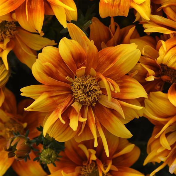 Bidens 'Bee Alive Double Orange' - photo courtesy of Ball Seed