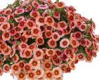 Calibrachoa 'Eyeconic™ Peach' -Photo courtesy of Ball