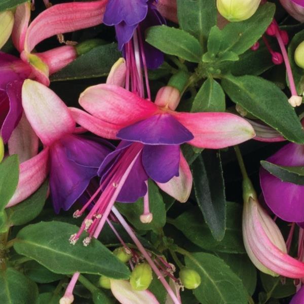 Fuchsia 'BallerinaÂ® Brise' - photo courtesy of Ball Seed