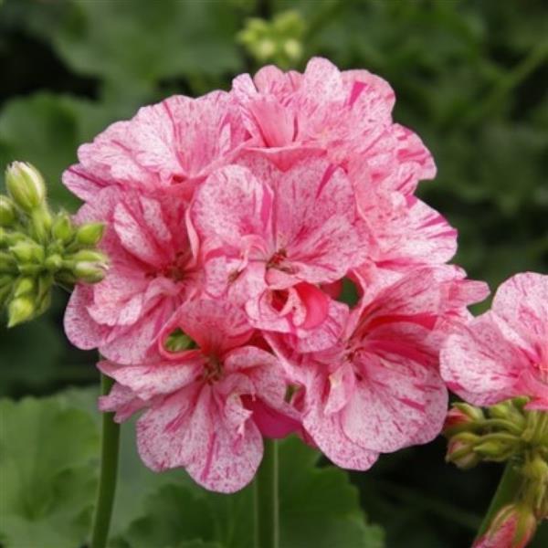 Geranium 'Big EEZE Pink Batik' - photo courtesy of Ball Seed