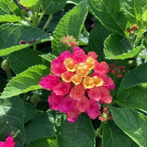 Lantana 'Gem™ Diva Pink' - photo courtesy of Penn State trials