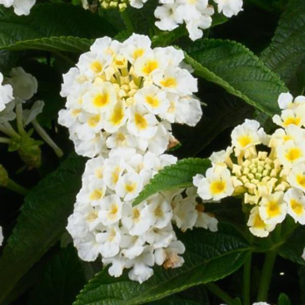 Lantana 'Gem™ Pearl' - photo courtesy of Ball Seed