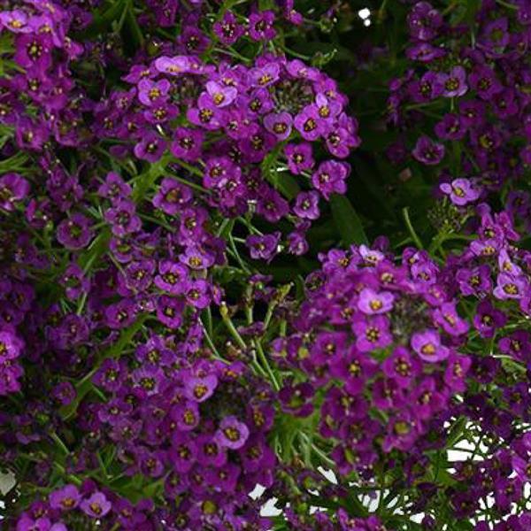 Lobularia 'Stream™ Compact Purple' - photo courtesy of Ball Seed