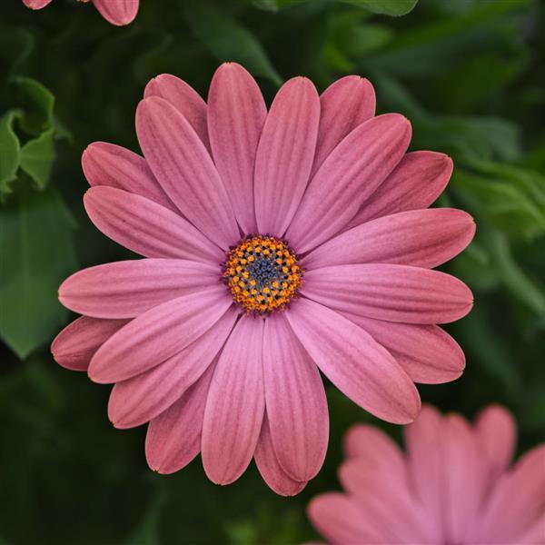 Osteospermum 'Zion™ Rose Surprise' - photo courtesy of Ball Seed