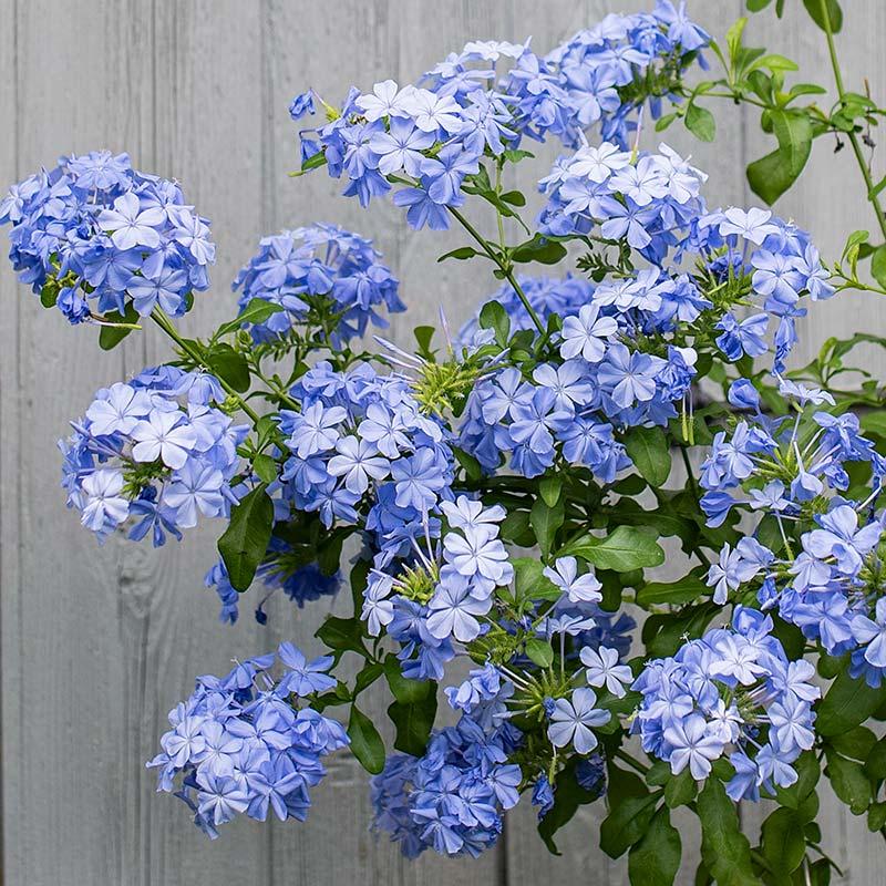 Plumbago 'Imperial Blue' - photo courtesy of Select Seeds