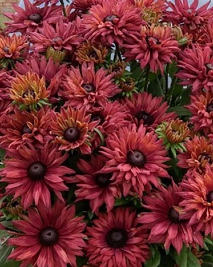 Rudbeckia 'RodeoÂ® Double Red' - from Rush Creek Growers