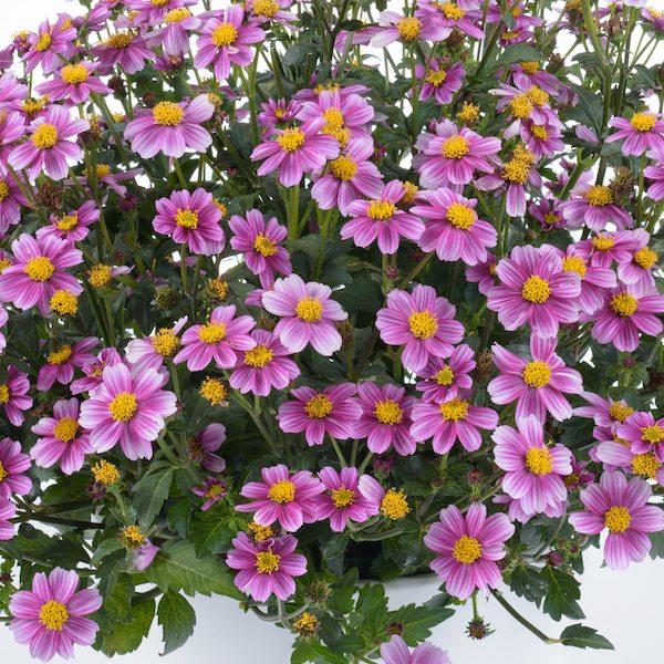 Bidens 'Pretty in Pink™' - photo courtesy of Danzinger