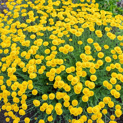 Anthemis Tinctoria 'Kelwayi' - Dyer's Chamomile Photo courtesy of Select Seeds