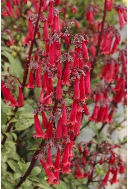 Phygelius Colorburst™ 'Deep Red' - photo courtesy of Danziger