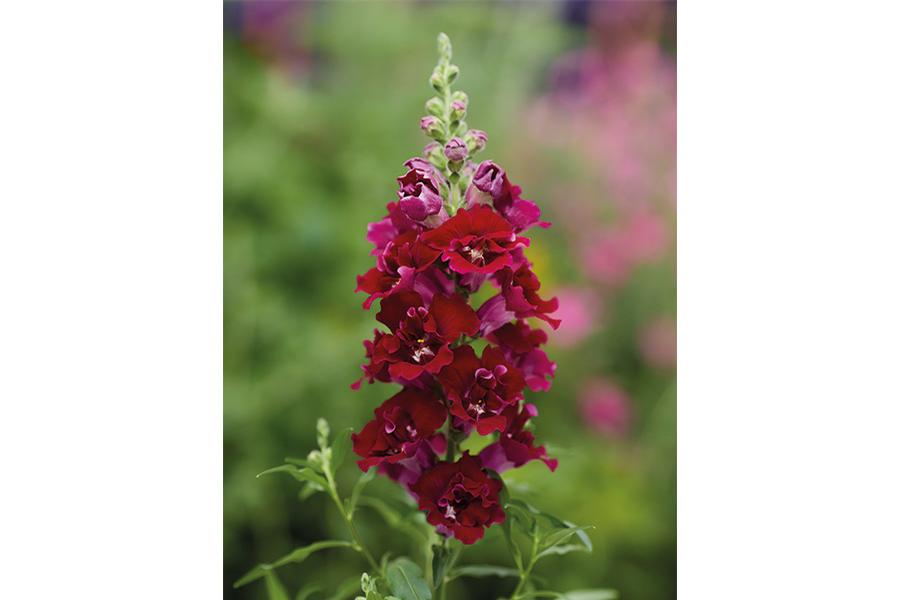 Snapdragon 'DoublesShot Crimson Red' - photo courtesy of Hem Genetics