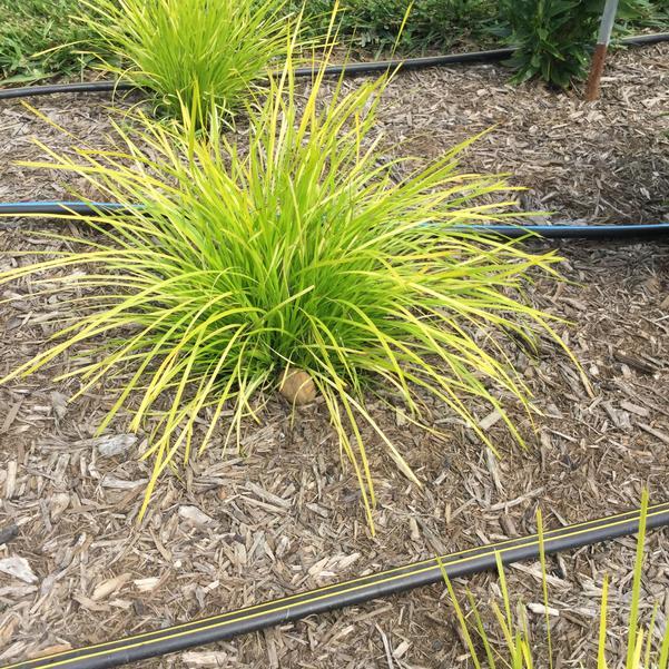 Lomandra longifolia 'Miner's Glow' -photo courtesy of Penn State Trials