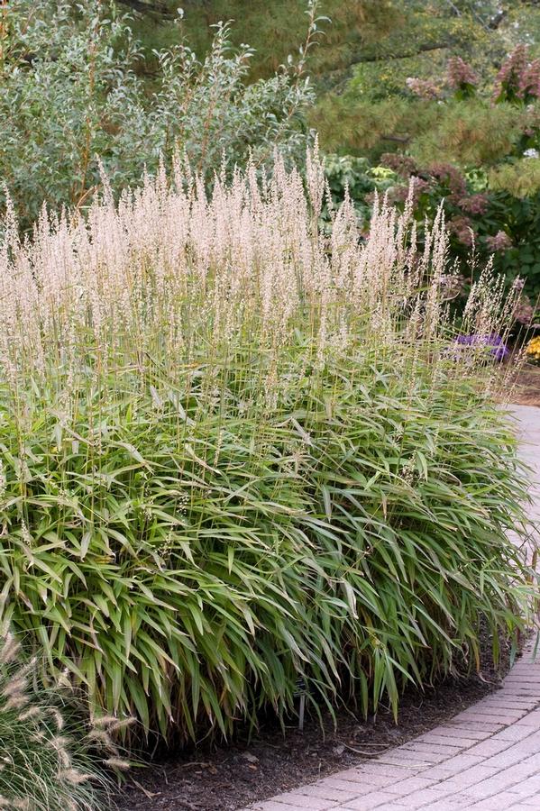 Spodiopogon sibiricus - Siberian Greybeard Grass -photo courtesy of Garden Center Marketing