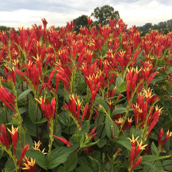 Spigelia marilandica 'Little Redhead' - Woodland Pinkroot photo Courtesy of Garden Center Marketing