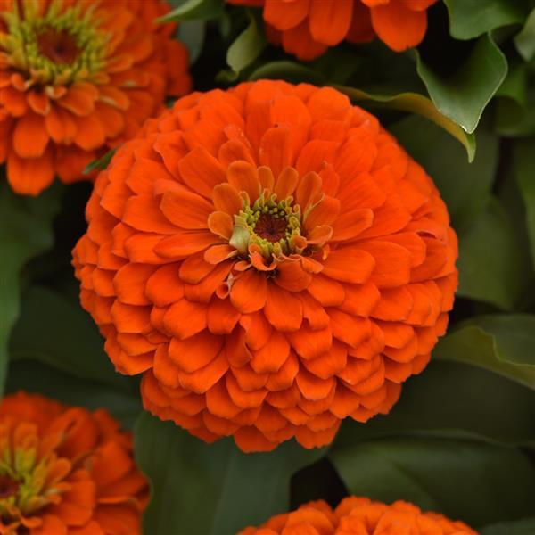 Zinnia 'Zesty™ Orange' -Photo courtesy of Ball Seed