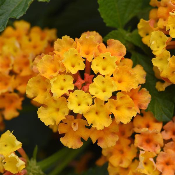 Lantana Bloomify™ 'Orange' - photo courtesy of Ball Seed