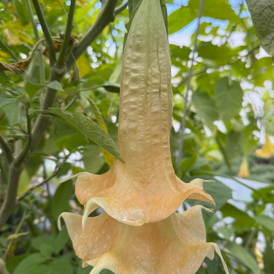 Brugmansia 'Angel's Daydream' - Angel's Trumpet from Rush Creek Growers