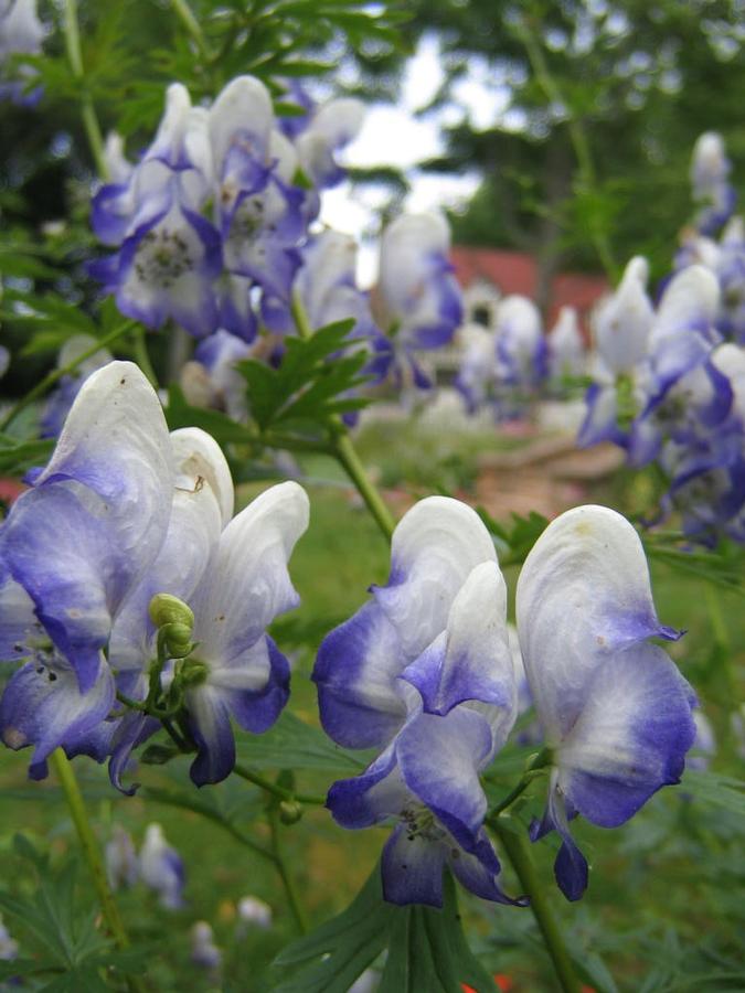 Aconitum cammaruma 'Bicolor' - Monkshood Photo courtesy of Wiki Commons