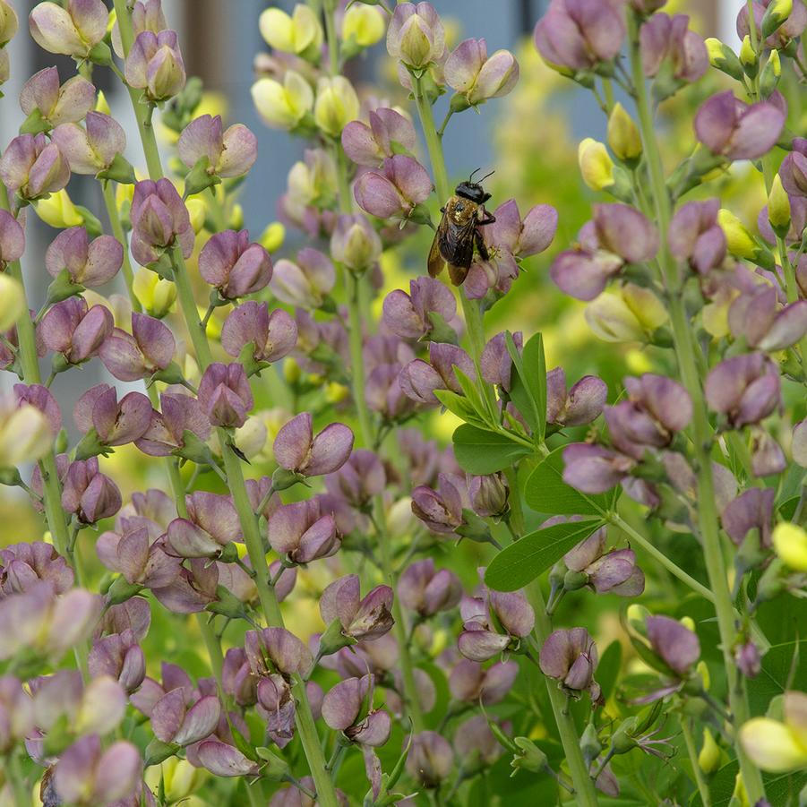 Baptisia 'Aurora' - False Indigo from Rush Creek Growers
Photo courtesy of Creek Hill Nursery