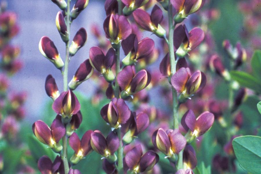Baptisia 'Twilite Prairieblues' - False Indigo from Rush Creek Growers
Photo courtesy of Creek Hill