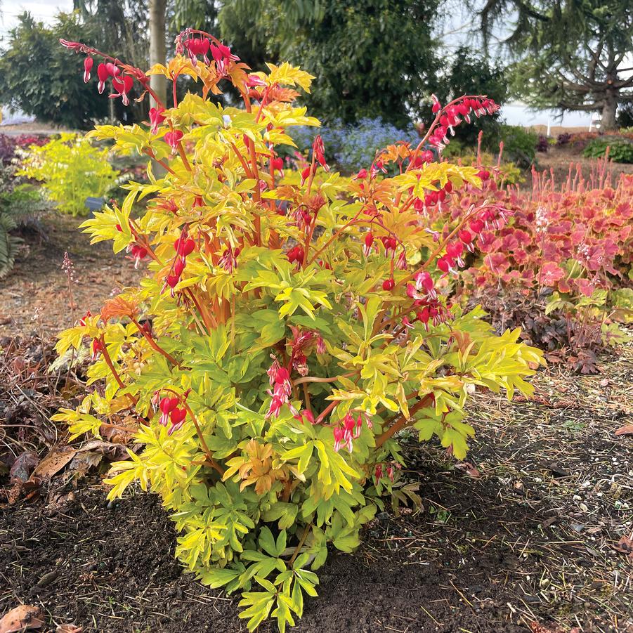 Photo courtesy of Growing Colors.