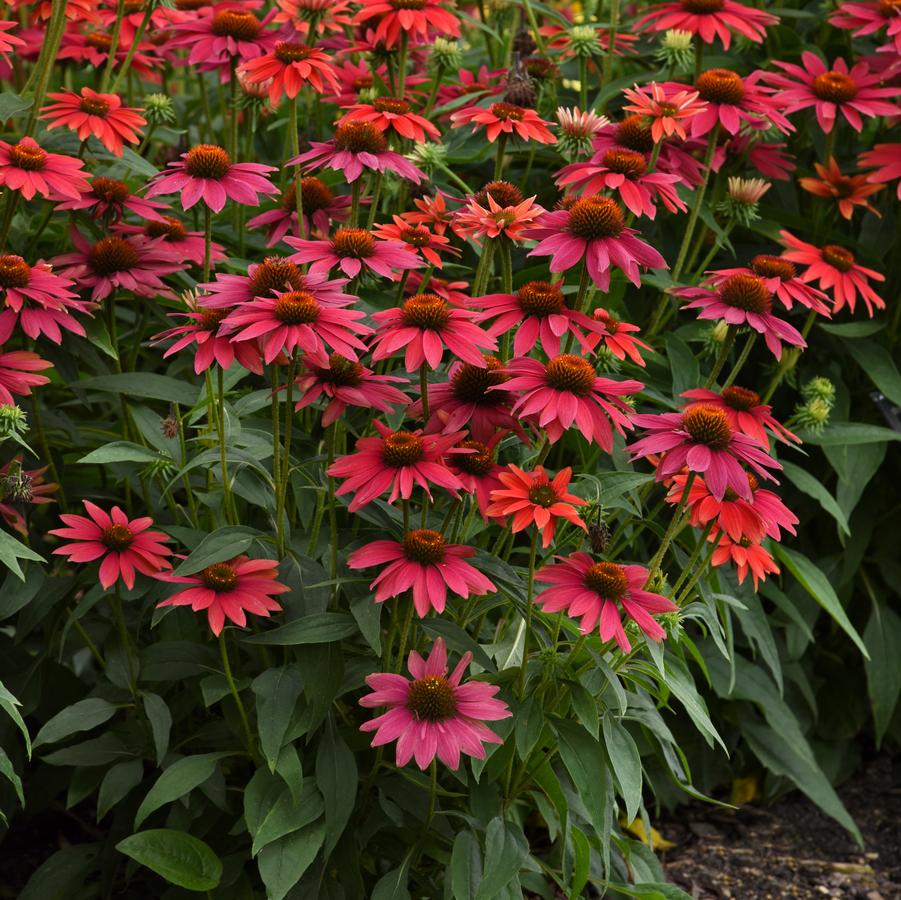 Photo courtesy of Darwin Perennials.