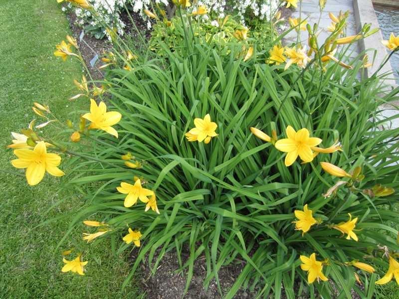 Photo courtesy of Missouri Botanical Garden Plant Finder