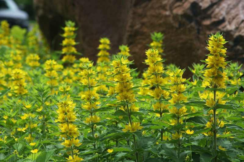 Photo courtesy of Missouri Botanical Garden Plant Finder