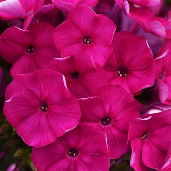 Phlox paniculata 'Super Ka-POW™ Fuchsia' - Garden Phlox photo courtesy of Dawin Perennials