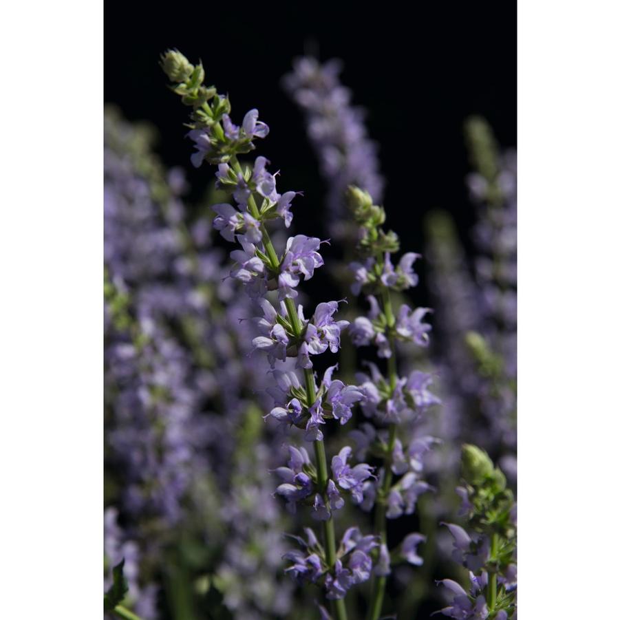 Salvia nemorosa 'Salute™ Ice Blue' - Garden Sage from Rush Creek Growers photo courtesy of Dummen
