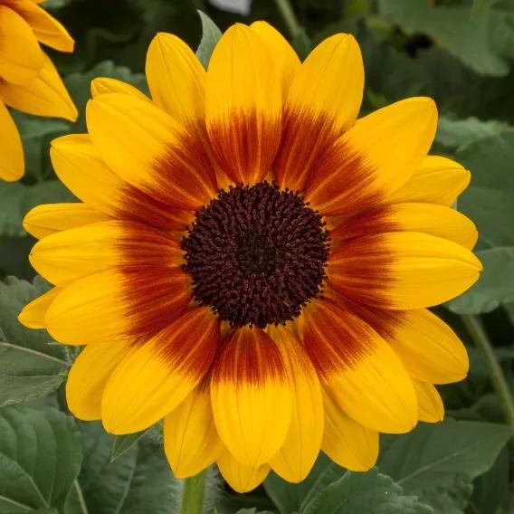 Photo courtesy of Syngenta