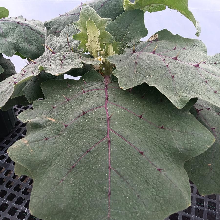 Solanum quitoense - from Rush Creek Growers