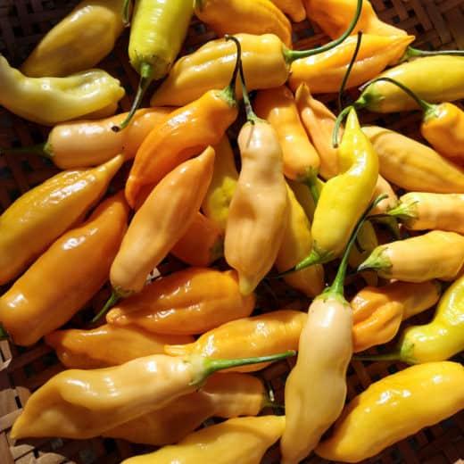 Photo courtesy of Adaptive Seeds