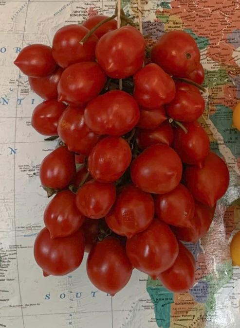 Photo courtesy of Uprising Seeds