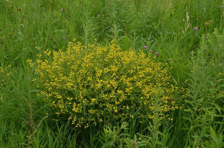 Photo courtesy of Prairie Moon Nursery