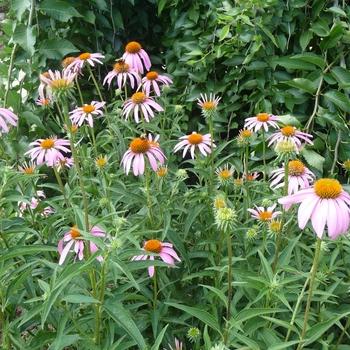 Photo courtesy of Garden Center Marketing