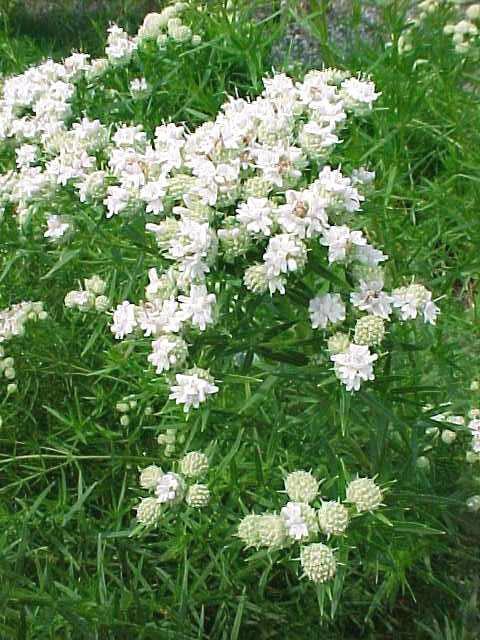 Photo courtesy of Missouri Botanical Garden Plant Finder