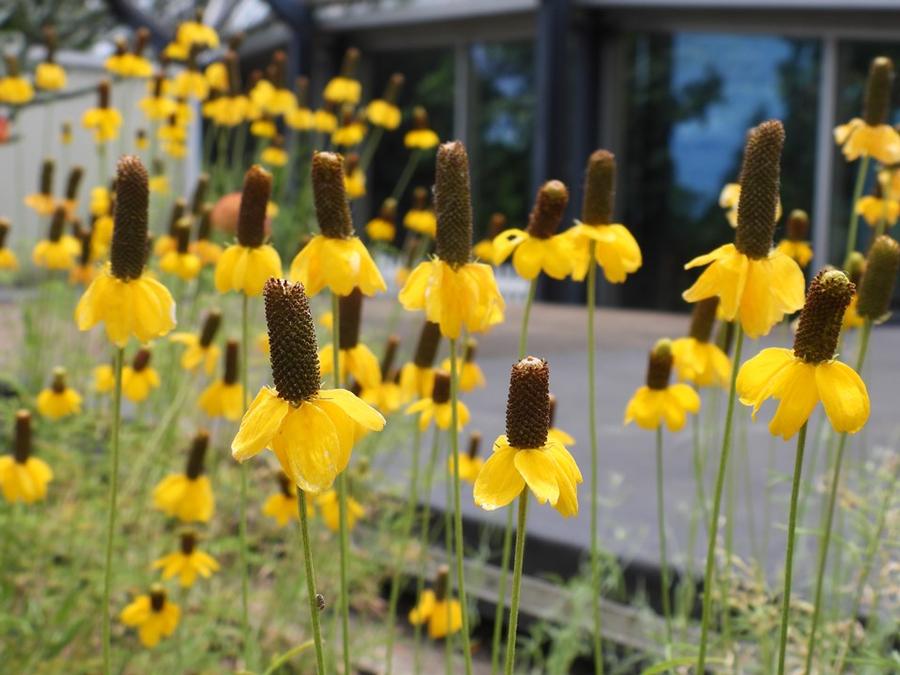 Photo courtesy of Missouri Botanical Garden Plant Finder
