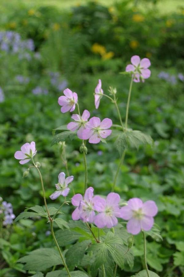 Photo courtesy of Missouri Botanical Garden Plant Finder