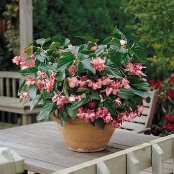Photo courtesy of Garden Center Marketing