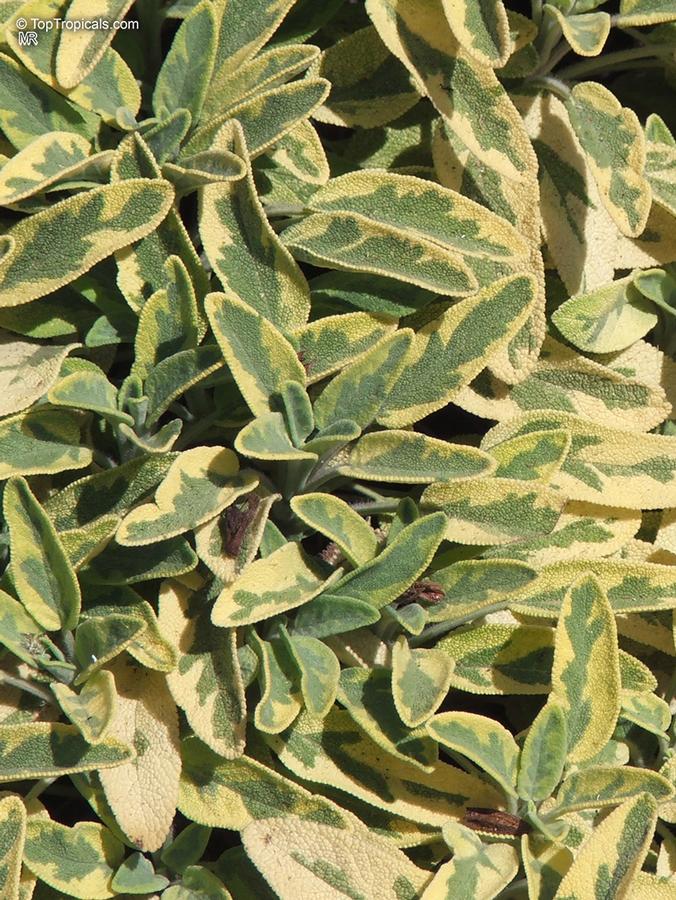 Photo courtesy of Top Tropicals Plant Encyclopedia