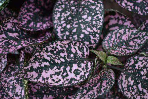 Photo courtesy of Quality Cuttings Team