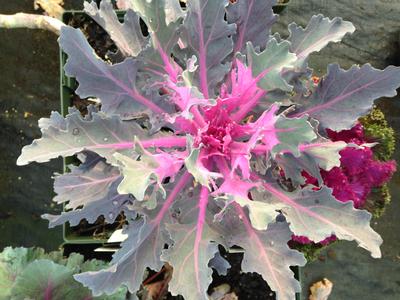Flowering Kale Coral Queen