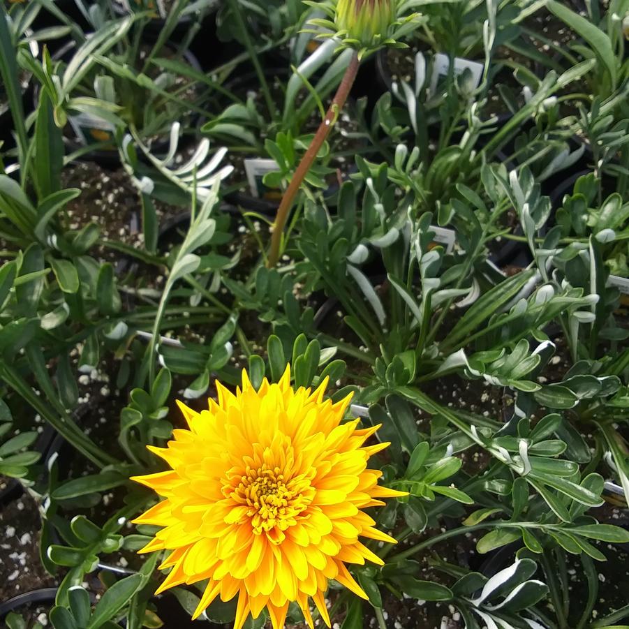 Gazania 'SunBathers® Nahui' - from Rush Creek Growers