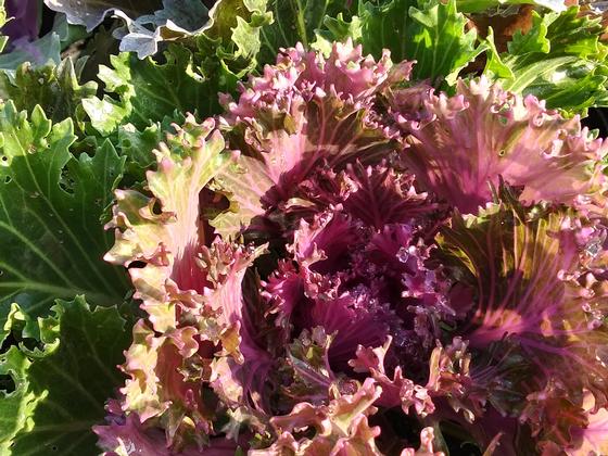 Flowering Kale 'Glamour Red' - from Rush Creek Growers