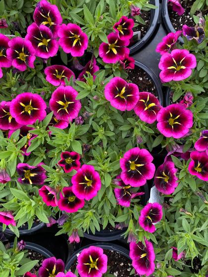 Calibrachoa 'Cabaret® Good Night Kiss' - from Rush Creek Growers