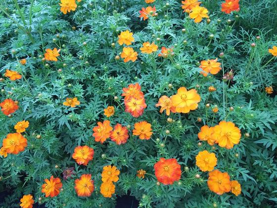 Cosmos sulphureus 'Diablo' - Sulphur Cosmos from Rush Creek Growers